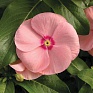 Катарантус розовый (Vinca rosea)