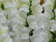 Львиный зев (Антирринум) большой (Potomac F1)