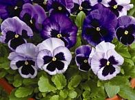 Виола Виттрока