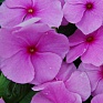 Катарантус розовый (Vinca rosea)
