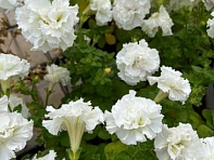 Петуния крупноцветковая махровая (Allegra F1)