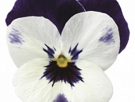 Виола рогатая (Deltini F1)