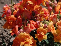 Львиный зев (Антирринум) махровый (Twinny F1)