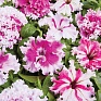 Петуния крупноцветковая (Чехия) бахромчатая (Petunia grandiflora)