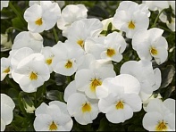 Виола рогатая (Valentina F1)