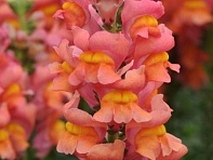 Львиный зев (Антирринум) большой (Potomac F1)