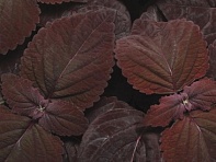 Колеус гибридный (Premium Sun)