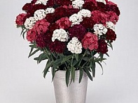 Гвоздика турецкая (Sweet F1)