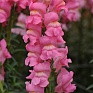Львиный зев (Антирринум) большой (Antirrhinum majus)