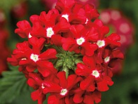 Вербена гибридная ампельная (Obsession Cascade F1)