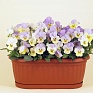 Виола рогатая (Viola cornuta)
