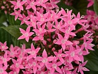 Пентас ланцетовидный (Lucky Star F1)