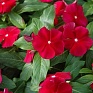 Катарантус розовый (Vinca rosea)