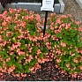 Бегония гибридная (зеленая листва) (Begonia hybrida)