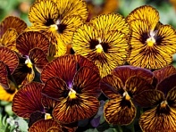 Виола рогатая (Tiger Eye F1)