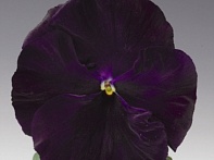 Виола Виттрока