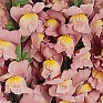 Львиный зев (Антирринум) большой (Antirrhinum majus)