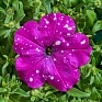 Петуния многоцветковая (Чехия) (Petunia multiflora)