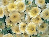 Петуния многоцветковая