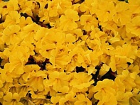 Губастик гибридный (Magic F1)