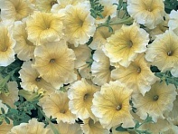 Петуния многоцветковая (Horizon F1)