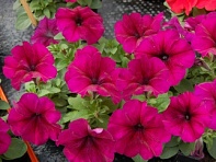 Петуния многоцветковая (генетически компактная) (Mambo GP F1)