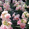 Львиный зев (Антирринум) махровый (Antirrhinum majus)