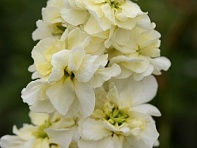 Левкой седой (Column) Левкой седой (Column)