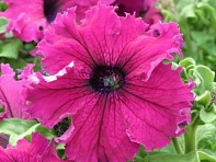 Петуния крупноцветковая (Frillytunia F1)