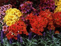 Сальпиглоссис выемчатый (Royale F1)