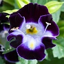 Торения Фурнье (Torenia fournieri) Торения Фурнье (Torenia fournieri)