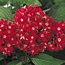 Пентас ланцетовидный (Pentas lanceolata)