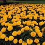 Бархатцы прямостоячие (Tagetes erecta)