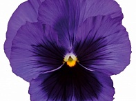 Виола Виттрока