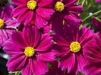 Космея дваждыперистая (Apollo F1)