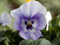 Виола рогатая (Bel Viso F1)