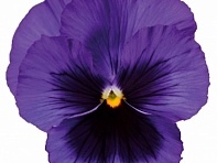 Виола Виттрока (Delta Pro F1)