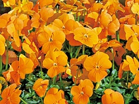 Виола рогатая (Floral Power F1)