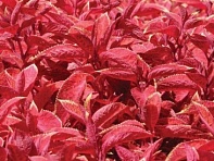 Колеус гибридный (Wizard)