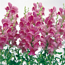 Львиный зев (Антирринум) большой (Antirrhinum majus)