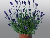 Лаванда узколистная (Promise)