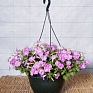 Петуния ампельная гибридная (Petunia x hybrida)