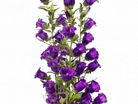 Колокольчик средний (Big Ben F1)