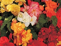 Бегония клубневая махровая ампельная (Chanson F1)