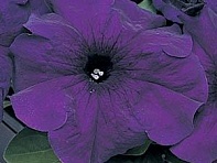 Петуния крупноцветковая (Supercascade F1)