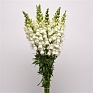 Львиный зев (Антирринум) большой (Antirrhinum majus)