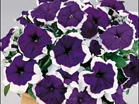 Петуния многоцветковая (Candy F1)