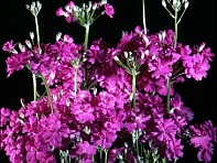 Примула нежная (Fair Lady)