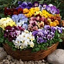Виола гибридная (Viola wittrockiana x cornuta)