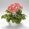 Гербера Джемсона (Gerbera jamesonii)